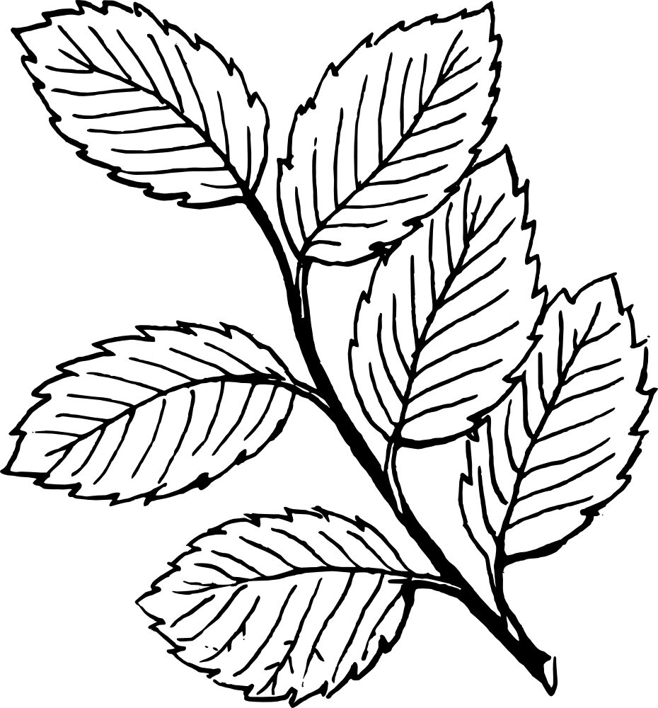 Leaf linelabels clipart leaves transparent