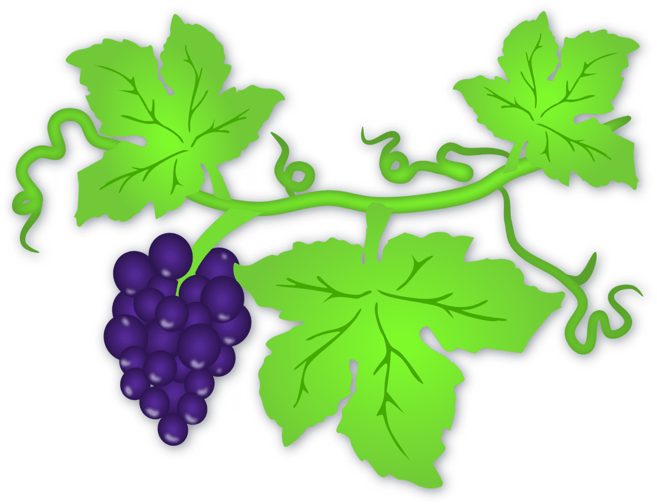 Leaf clipart tree grape leaves clipartmax background