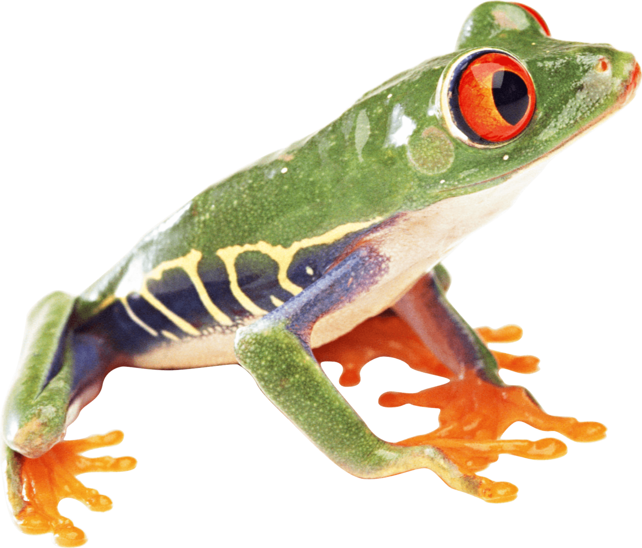 Frog image hq fre img clipart