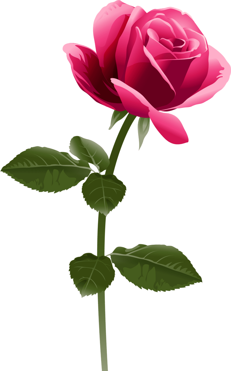 Pink rose clipart image fuchsia flower