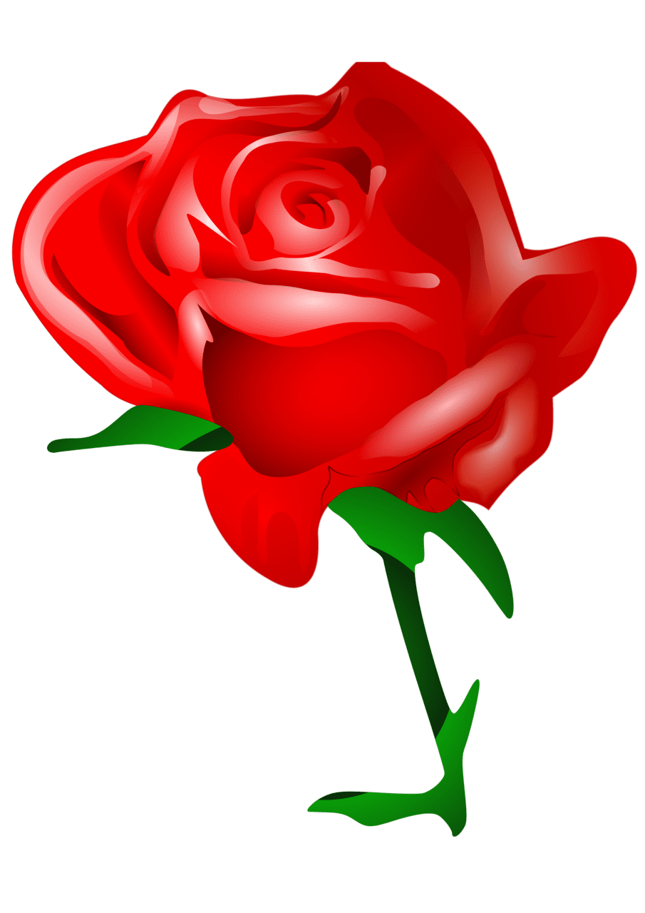 Red rose image for clipart