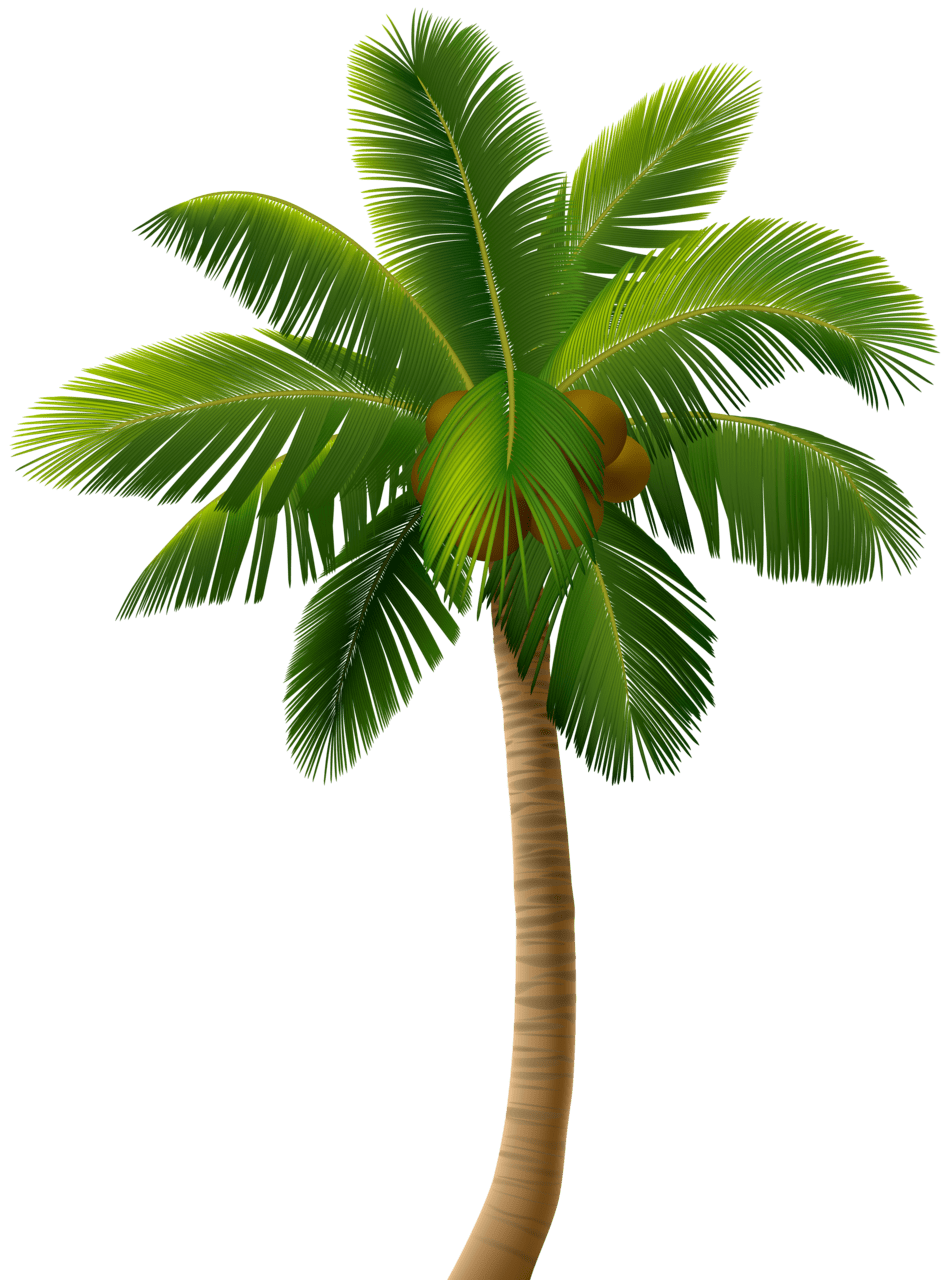 Palm tree clipart image