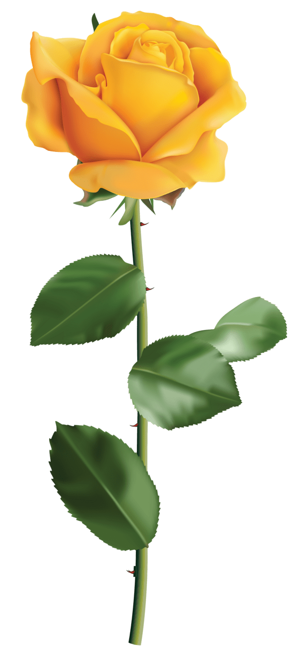 Yellow rose clipart image