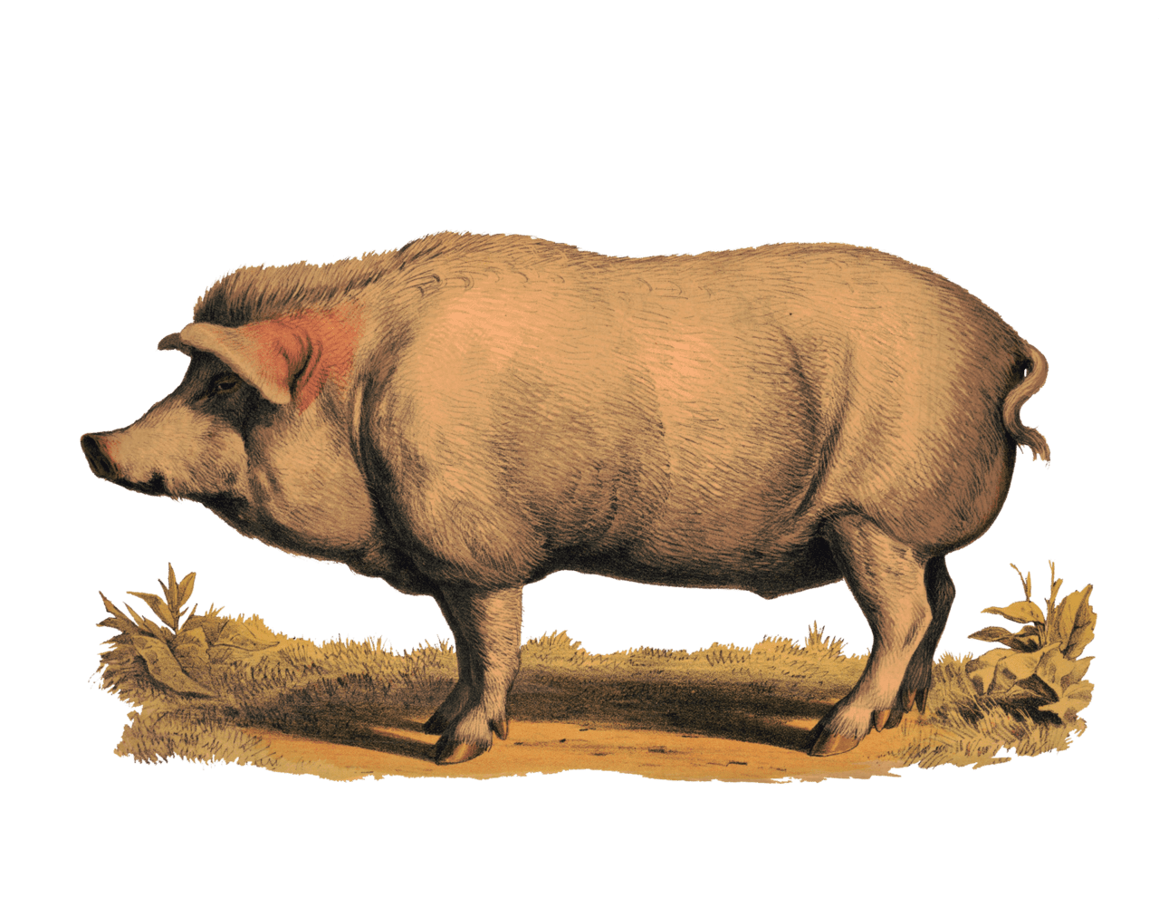 Pig vintage clipart photo pictures