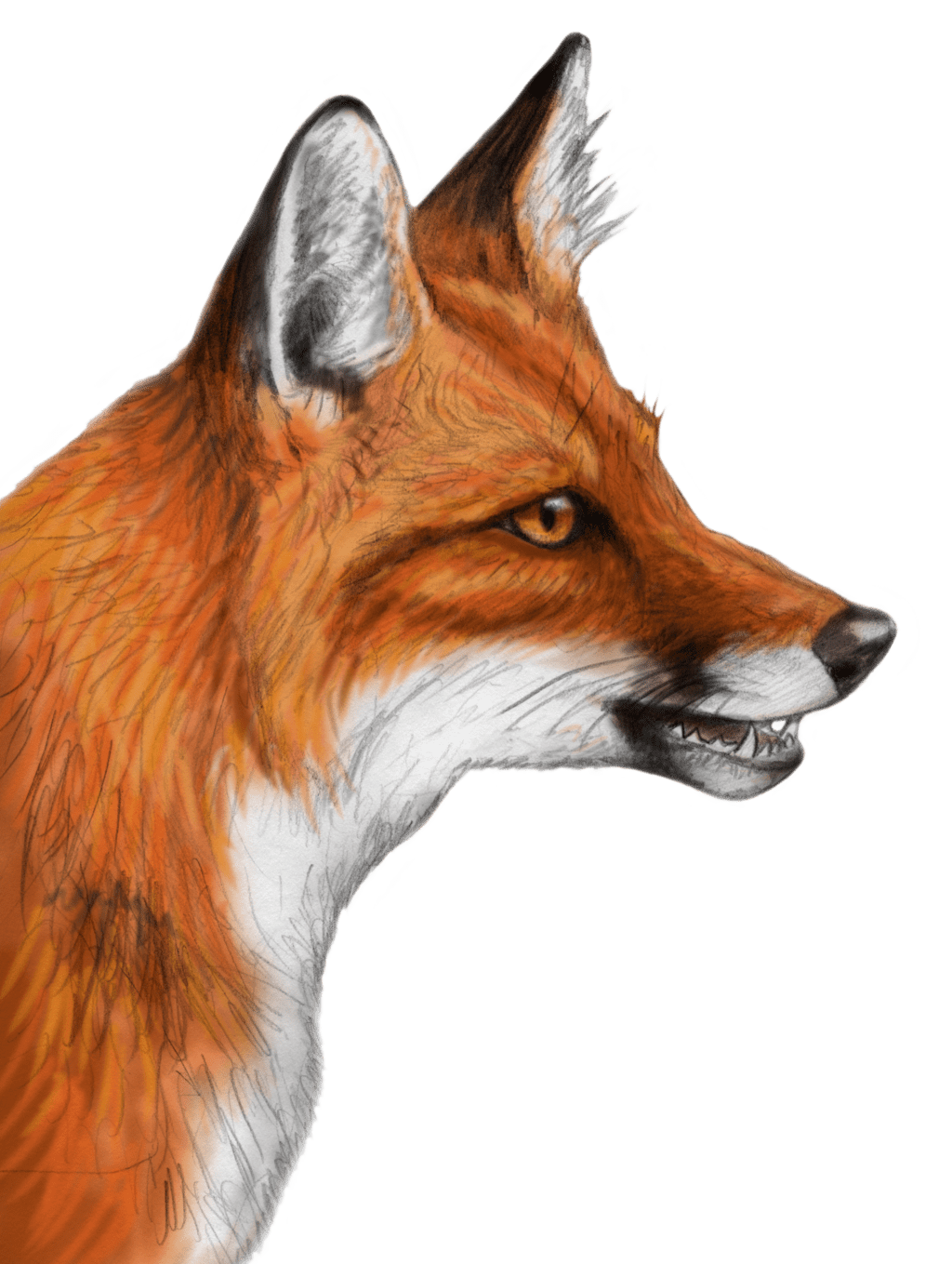 Red fox by silvercross deviantart clipart clip art