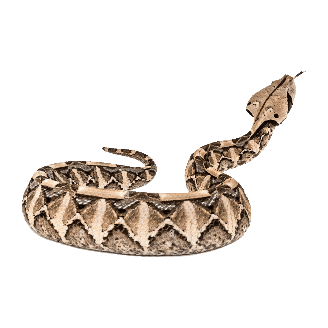 Snake gaboon viper images hd photo clipart 2