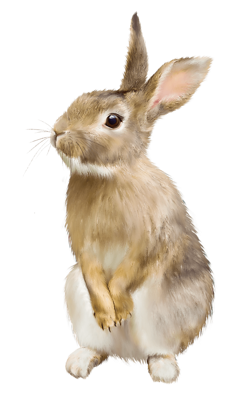 Bunny pin page clipart photo