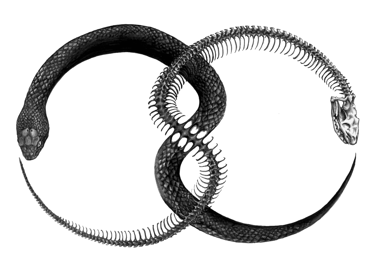 Snake ouroboros photo images and clipart fre img