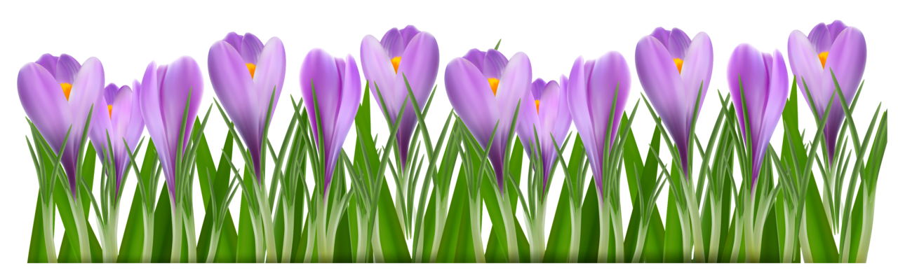 Spring grass with crocus clipart picture