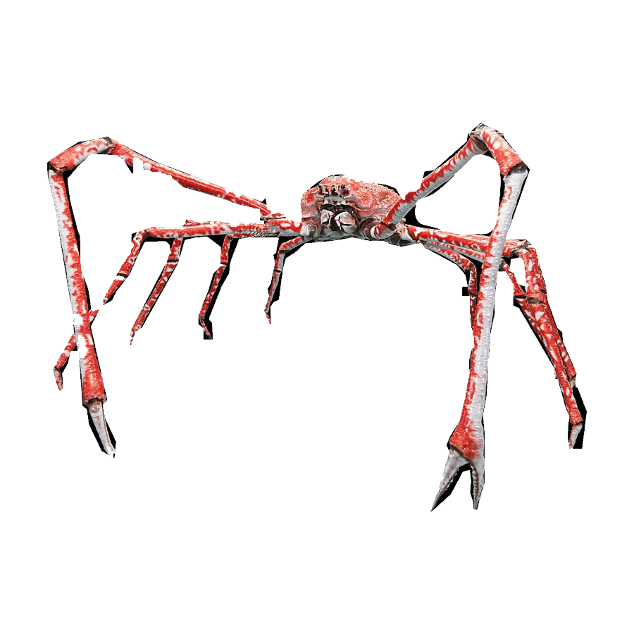 Crab spider images hd photo clipart 2