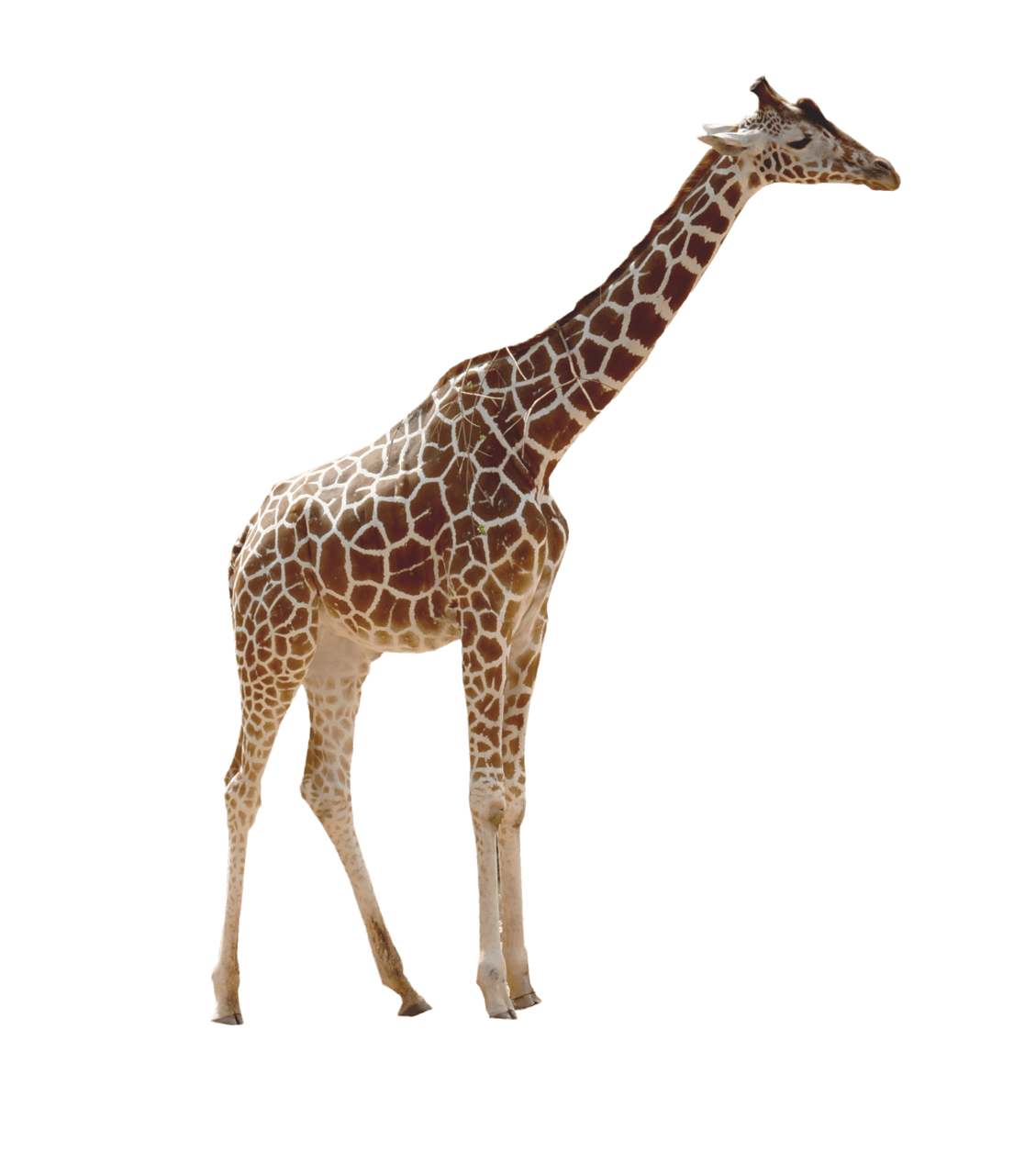 Giraffe clipart logo