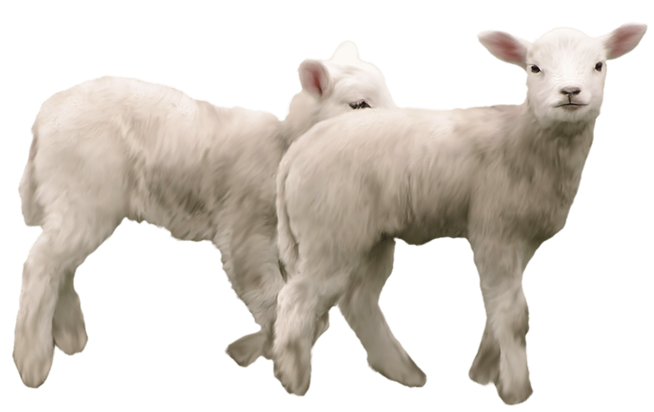 Sheep lambs clipart picture