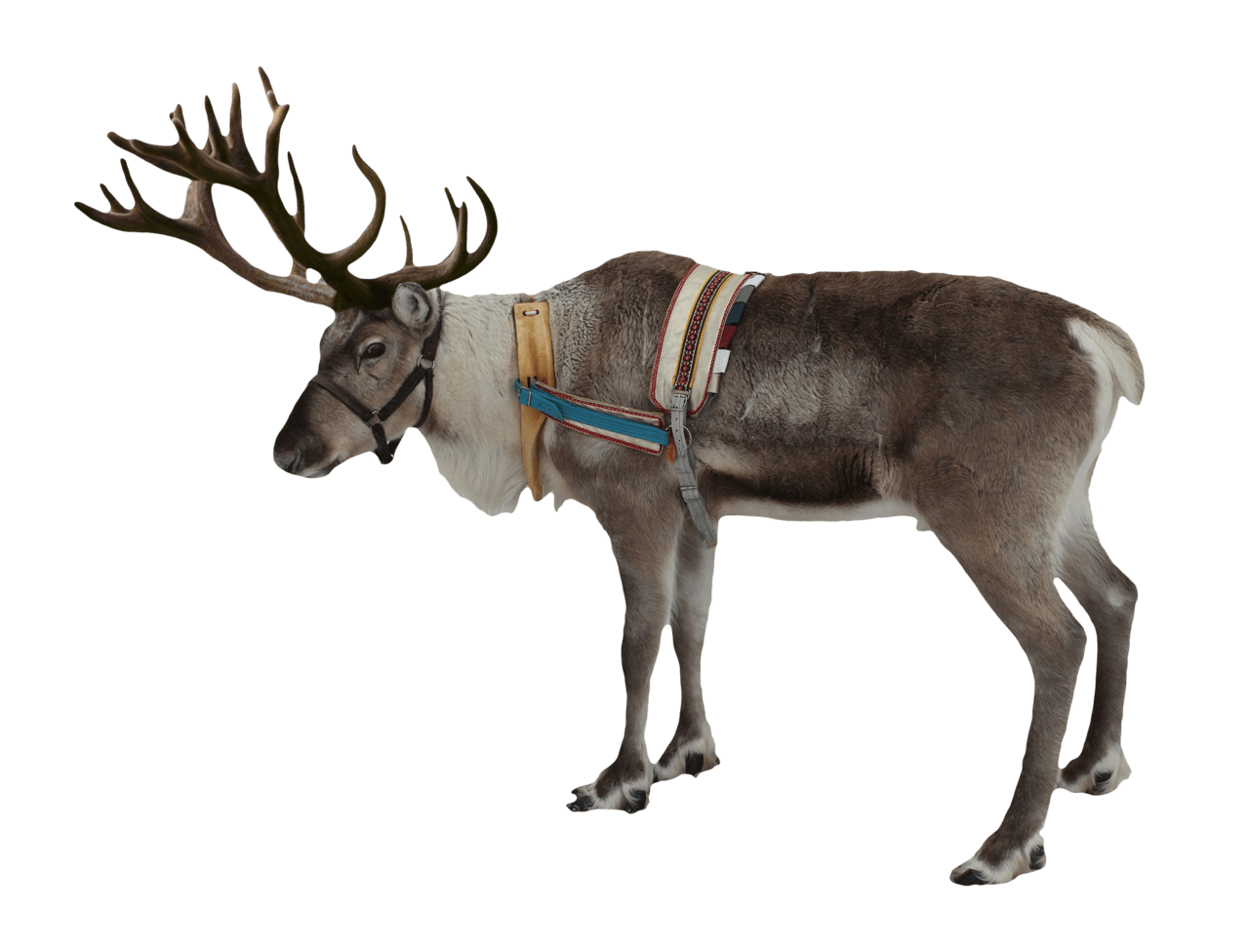 Reindeer clipart vector