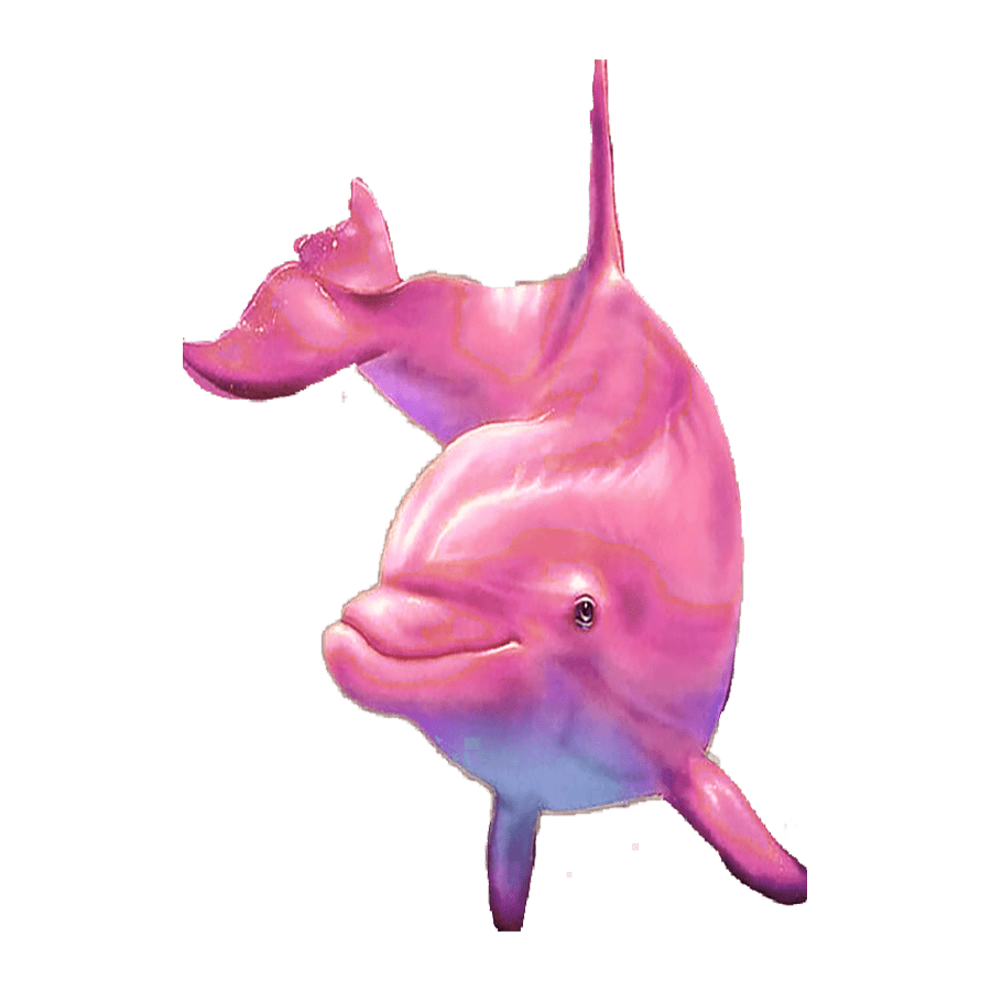 Pink dolphin images hd photo clipart 3