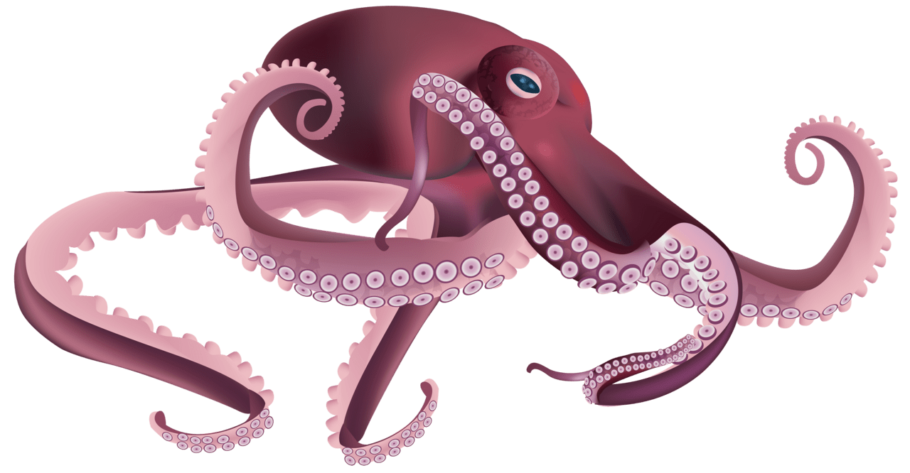 Octopus clipart image