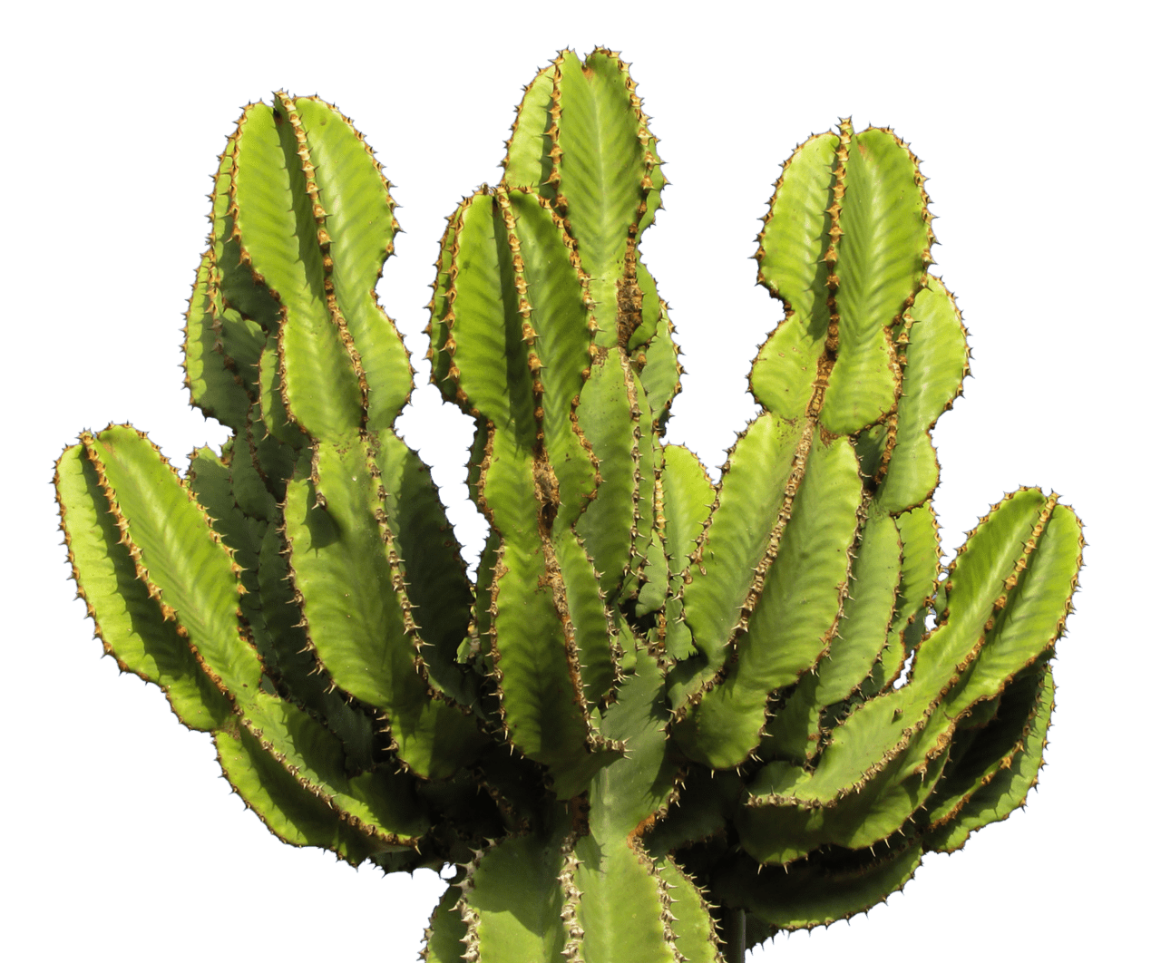 Green cactus clipart image