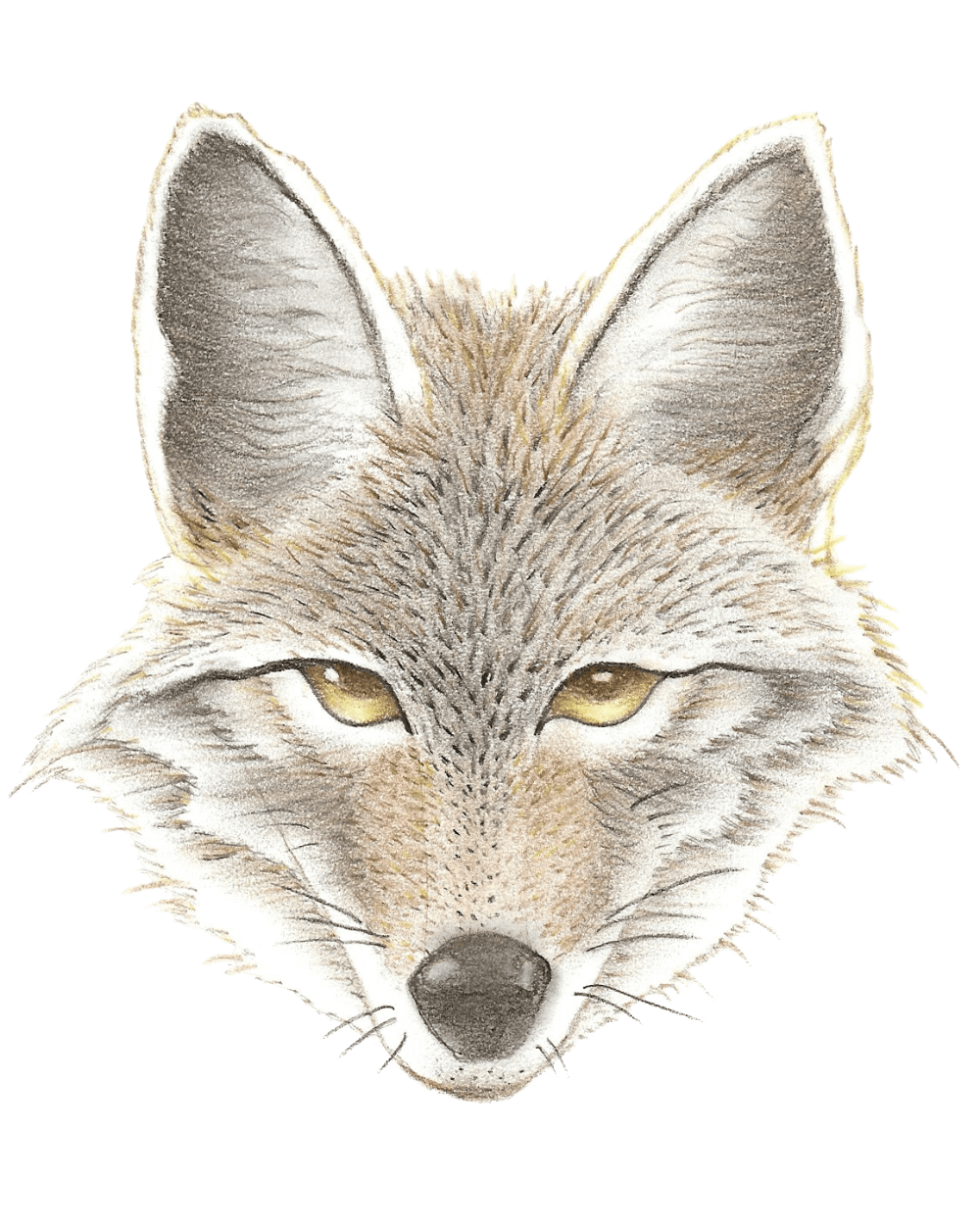 Fox wiley middle school clipart transparent