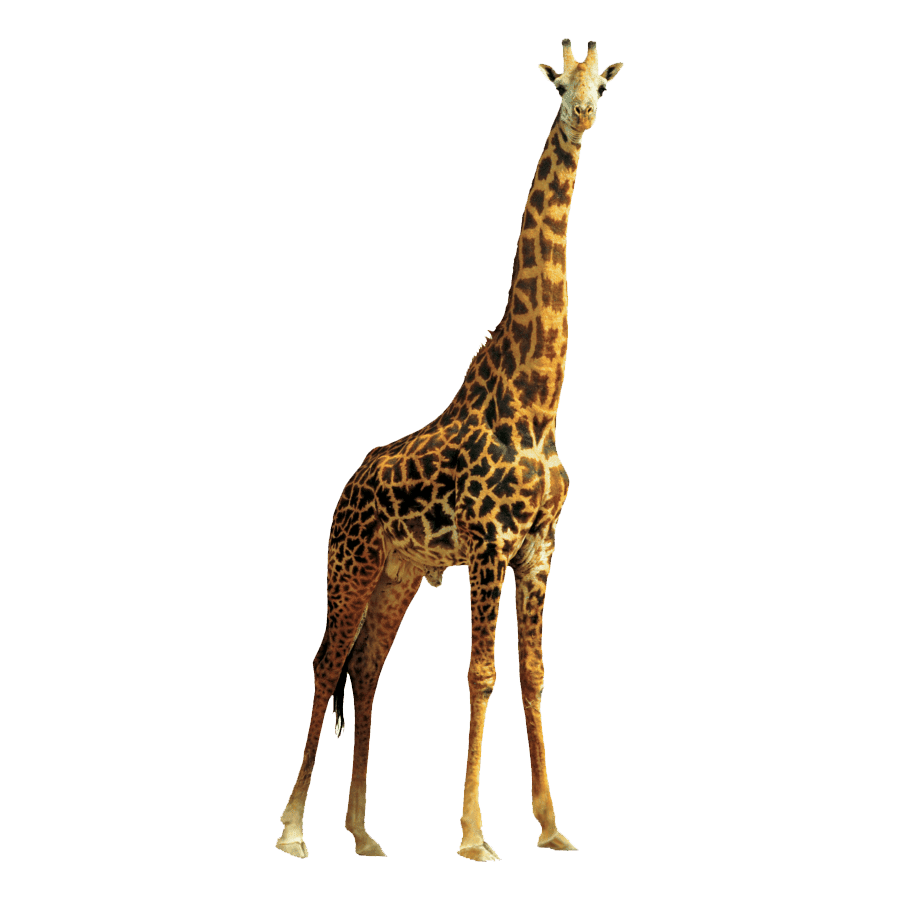 Giraffe images hd photo clipart