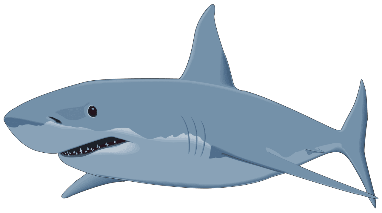 Shark tack clipart transparent