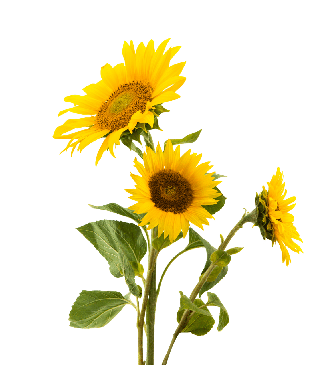 Trio of sunflower clipart image