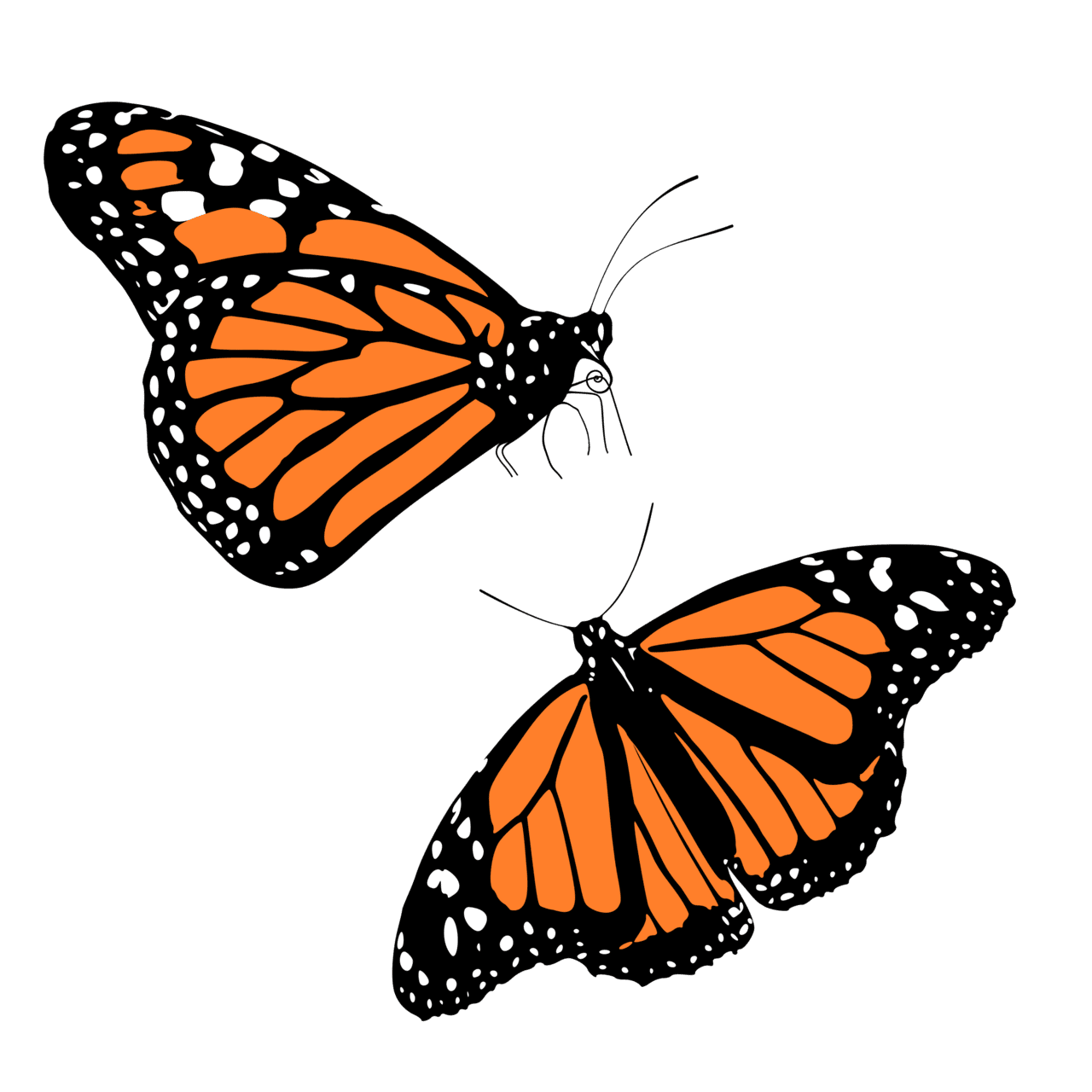 Monarch butterflies clipart picture