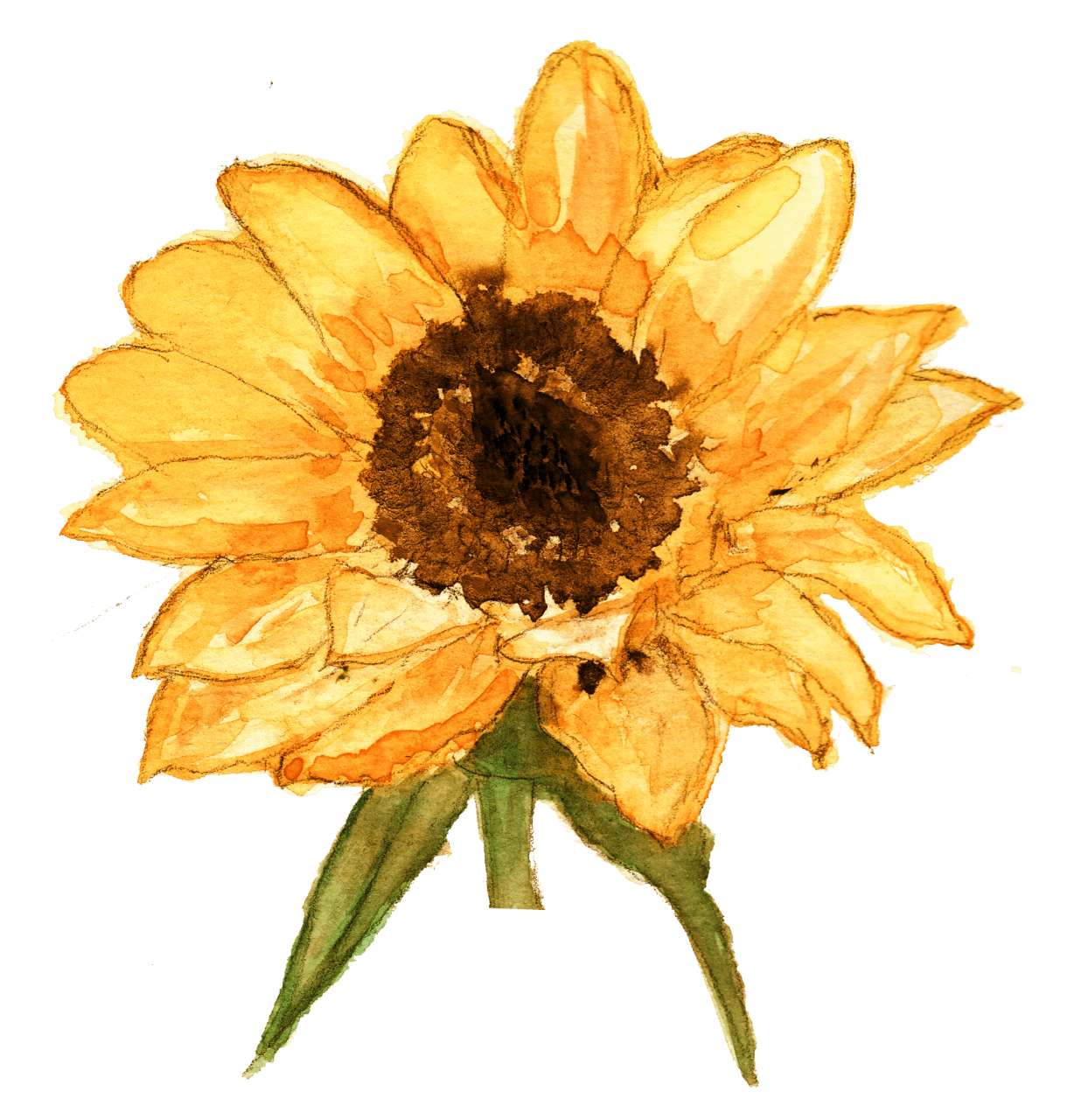 By kurdterez art picsart sunflower flowers cutout clipart transparent