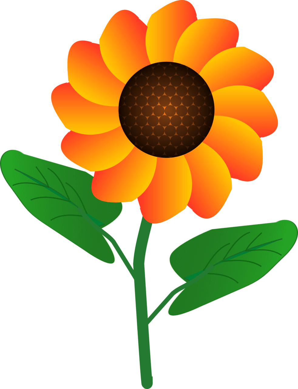 Daisy flower clipart image