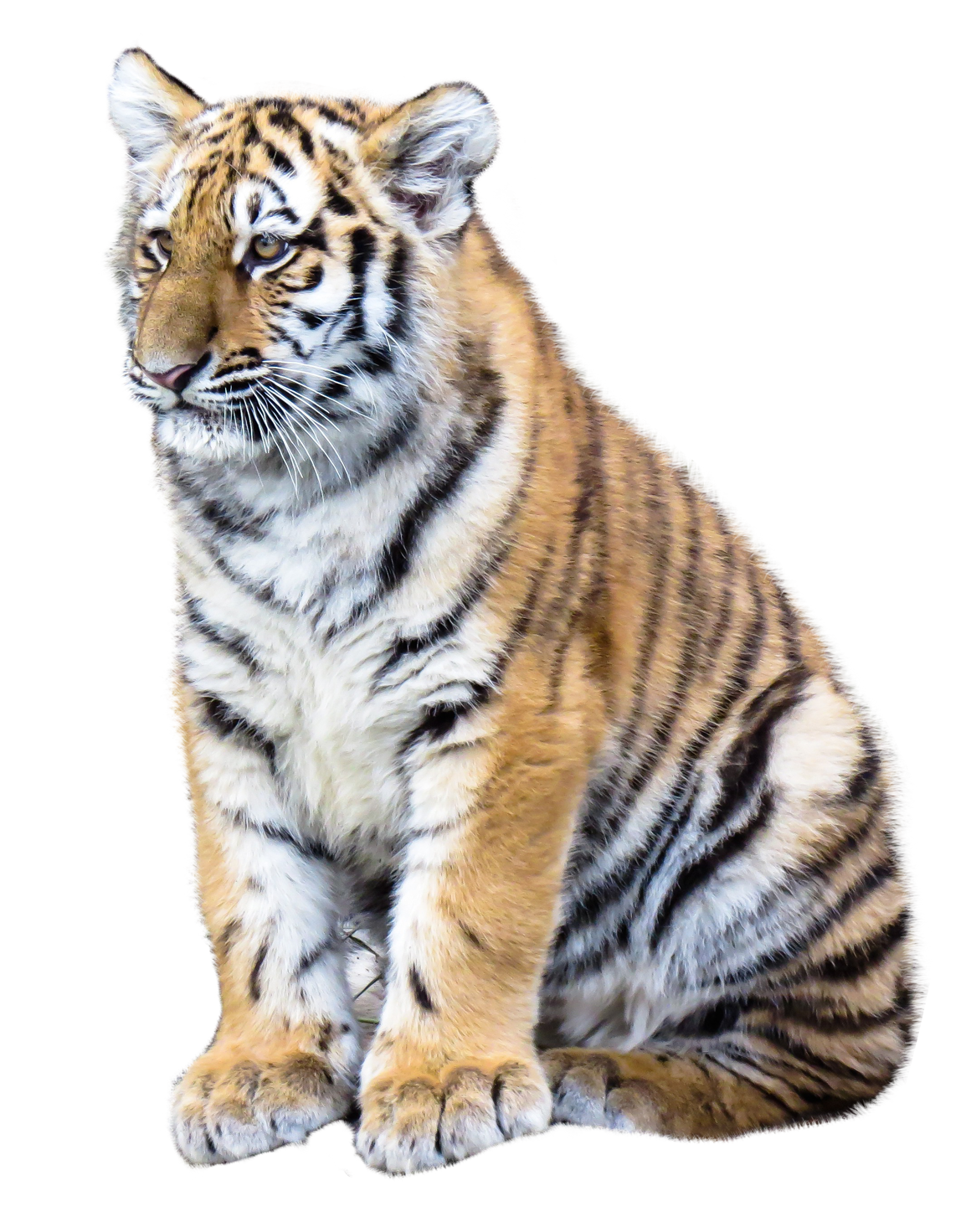Tiger clipart image