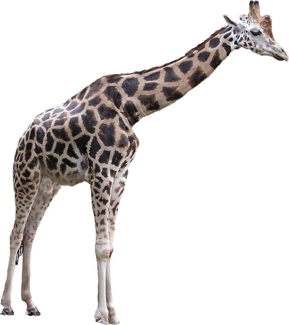 Giraffe pictures animals clipart