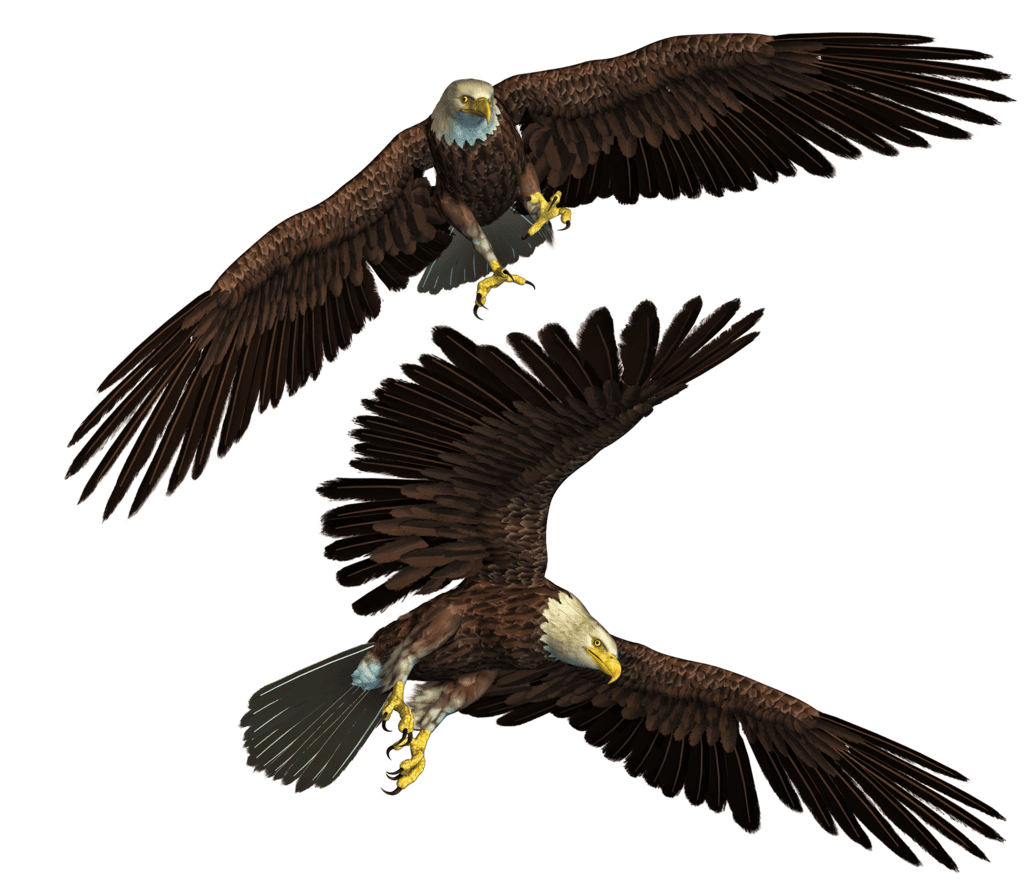 Eagle by roy deviantart clipart background