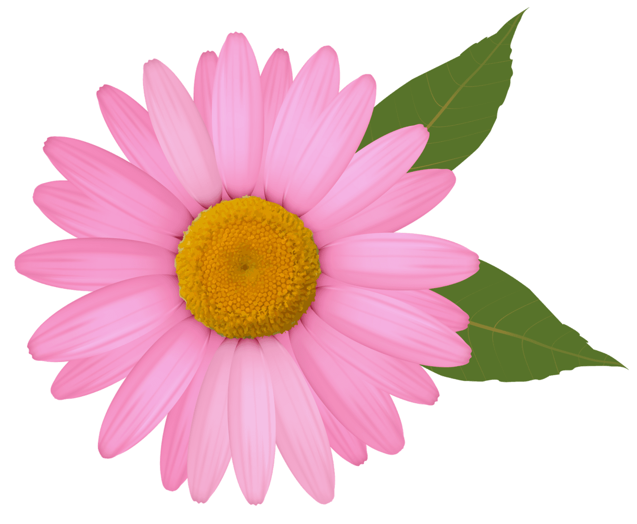 Flower pink daisy clipart image photos 2