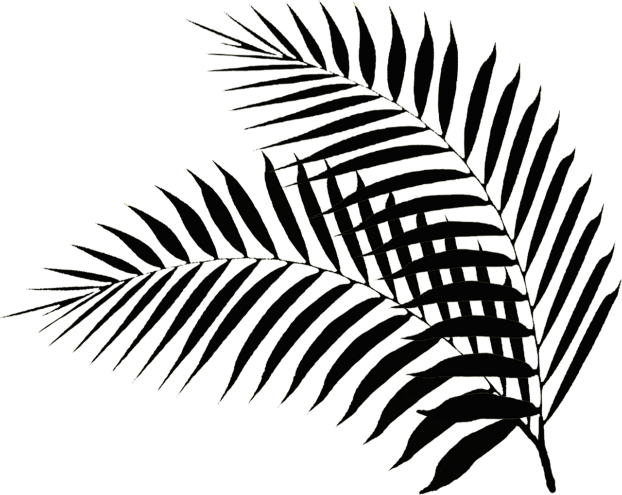 Palm tree branches images cliparts clipart library