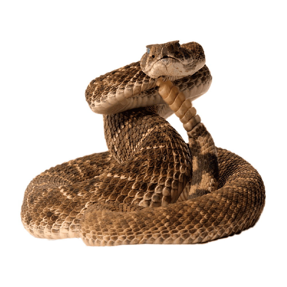 Rattle snake images hd photo clipart