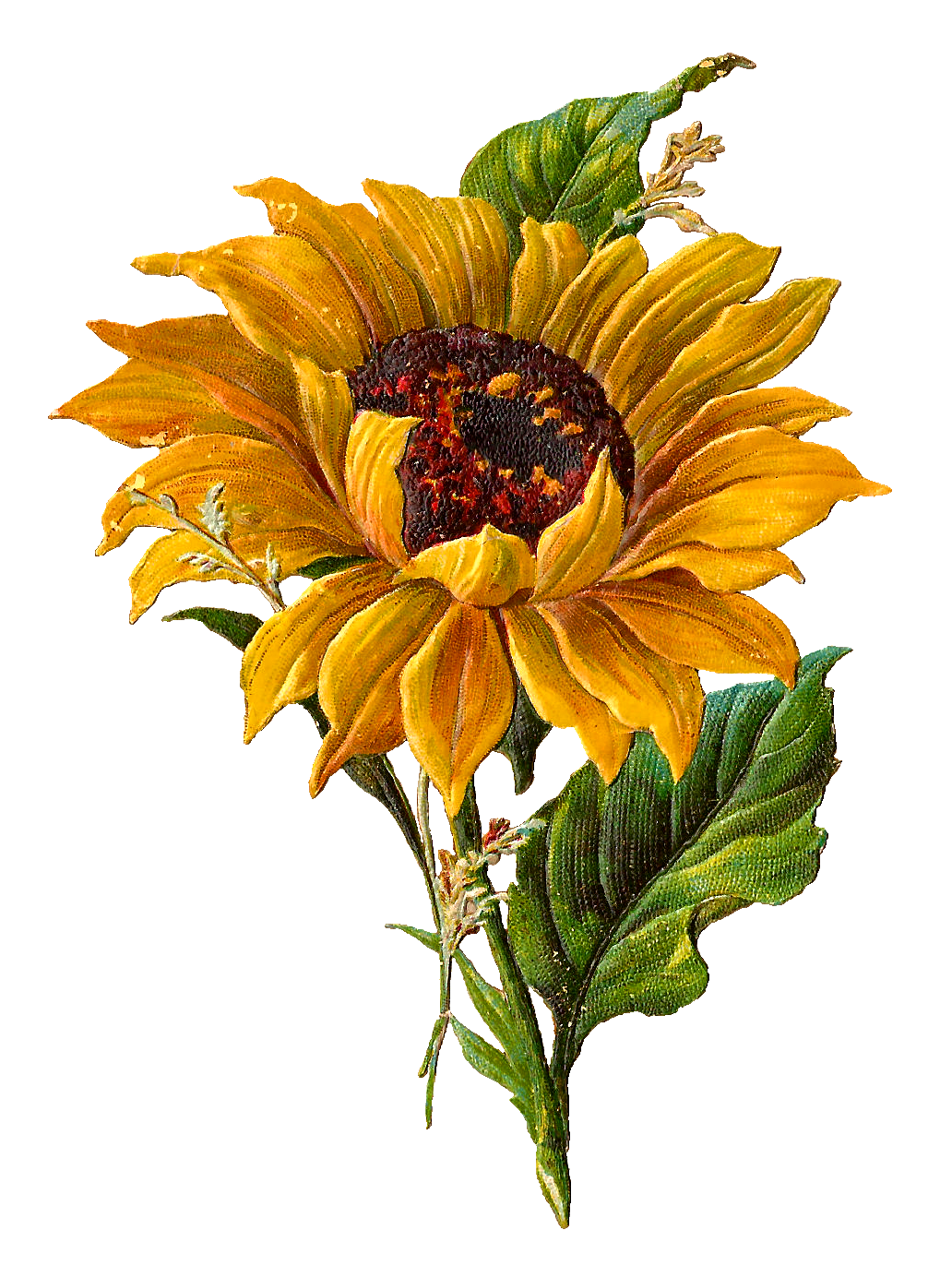 Sunflower pin page clipart picture