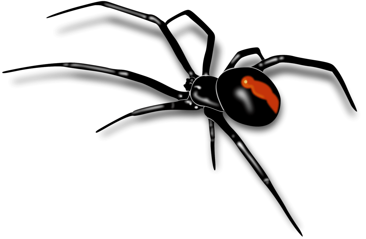 Spider pin page clipart image