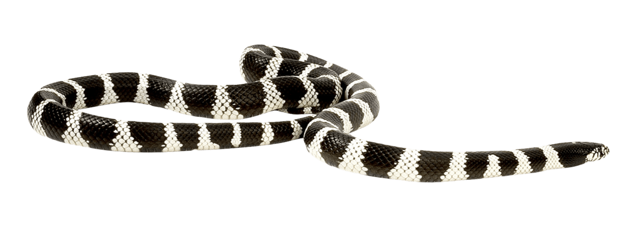 Snake clipart picture