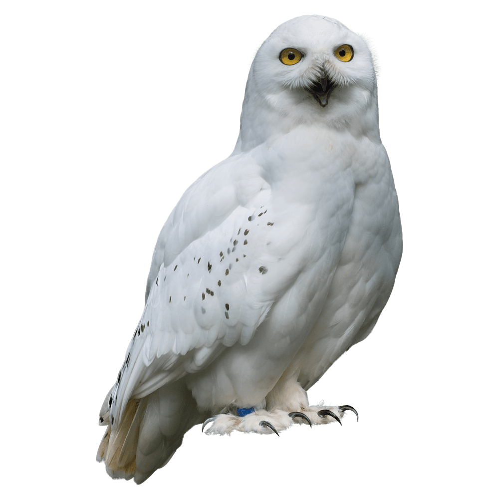 Snowy owl images hd photo clipart