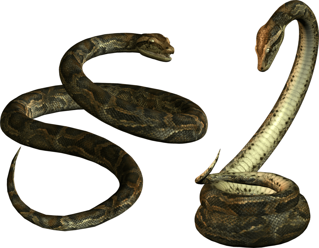 Snake cool clipart background