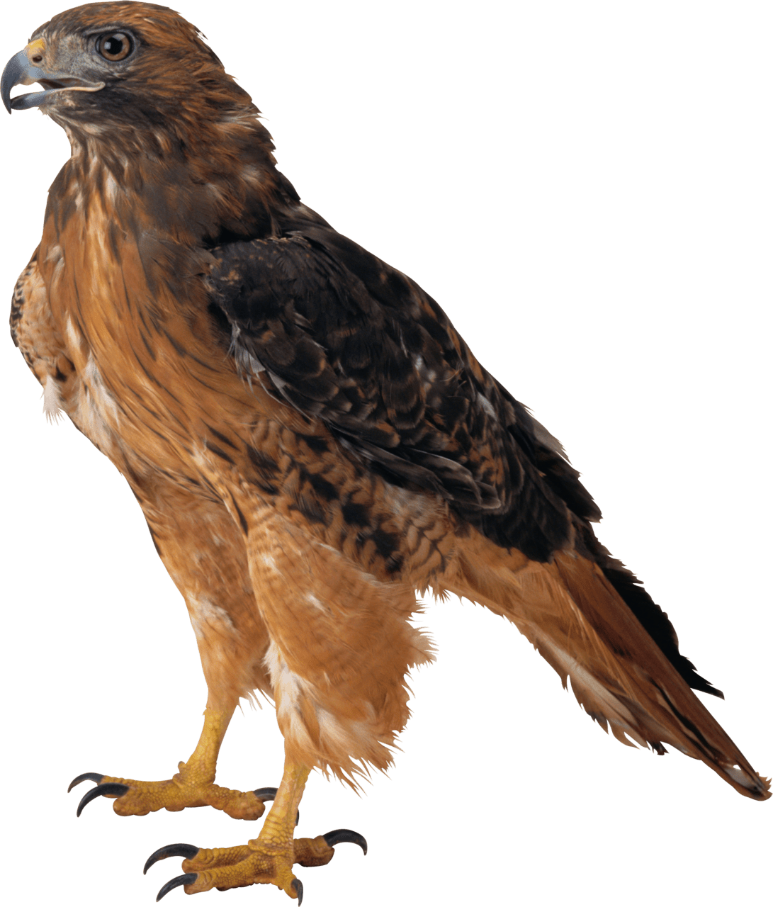 Eagle guia clipart clip art