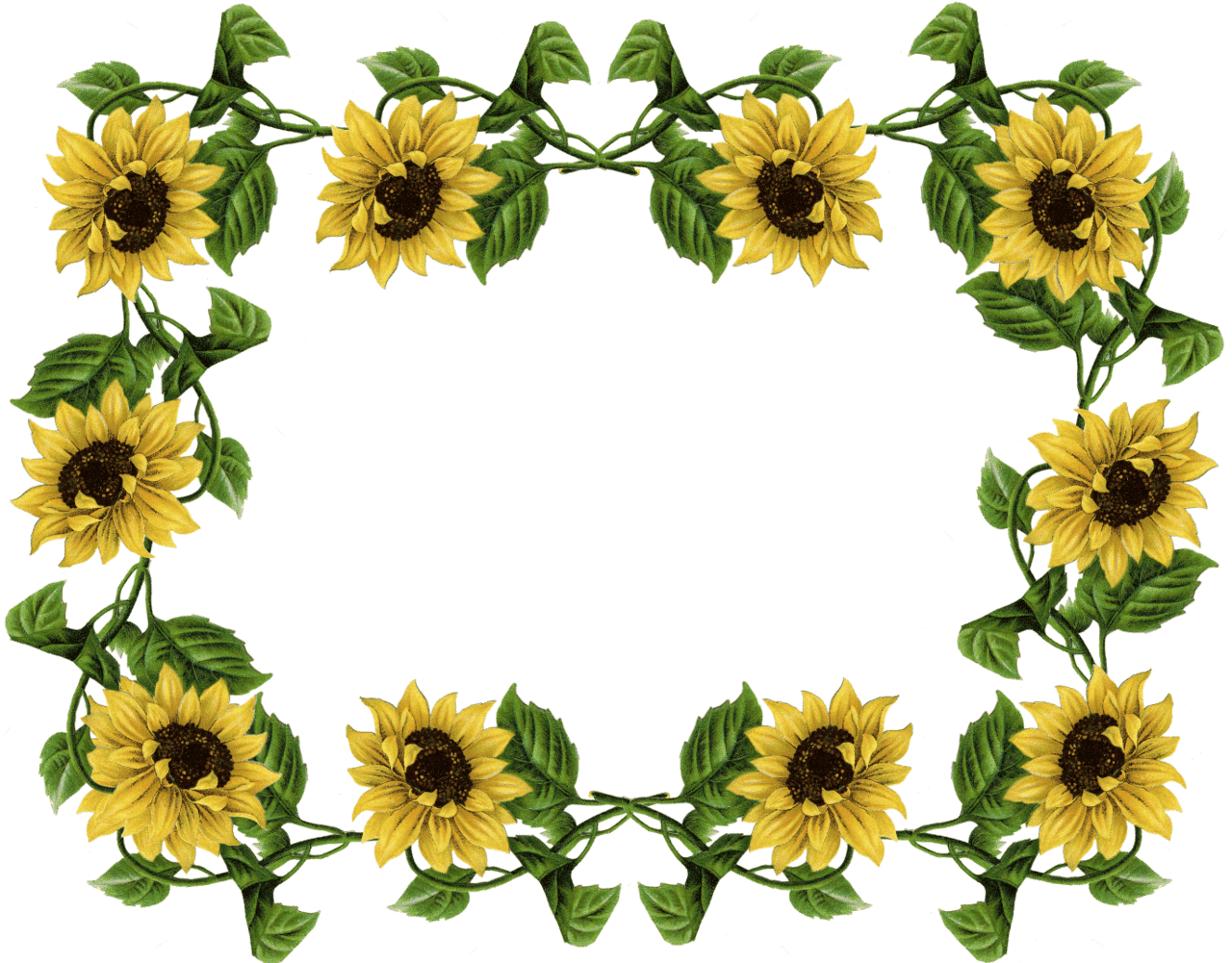 Sunflower borders clipart transparent