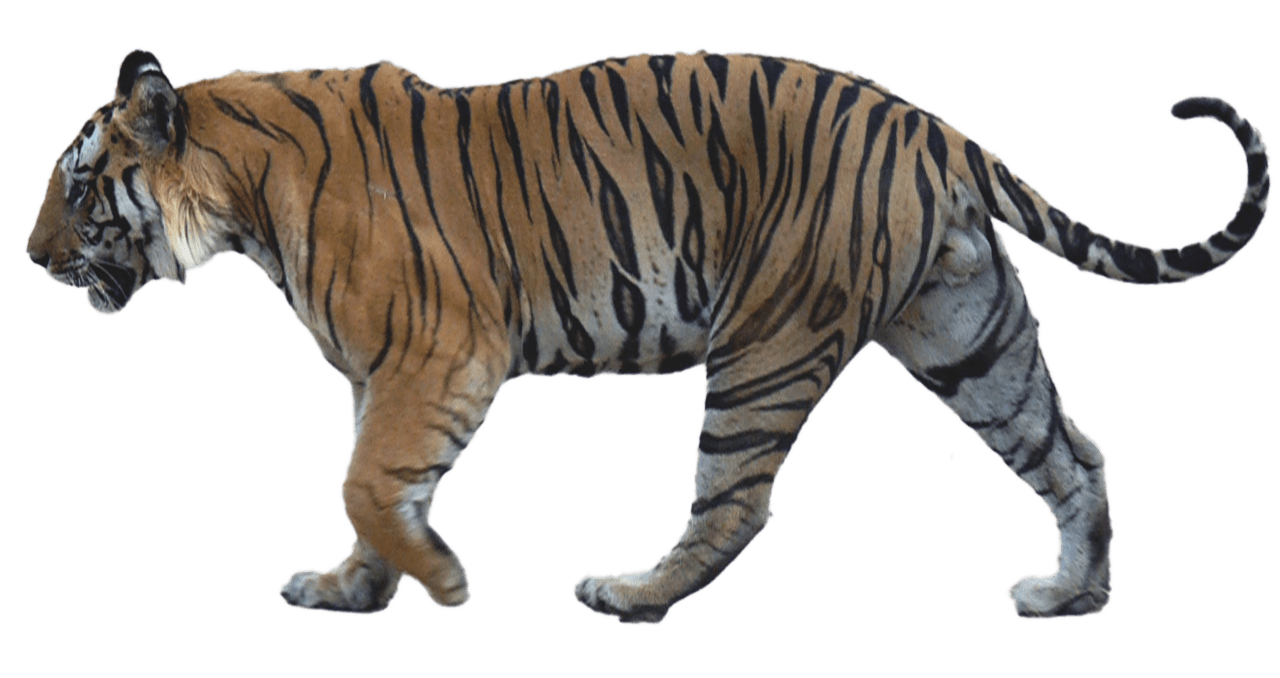 Tiger page clipart photo