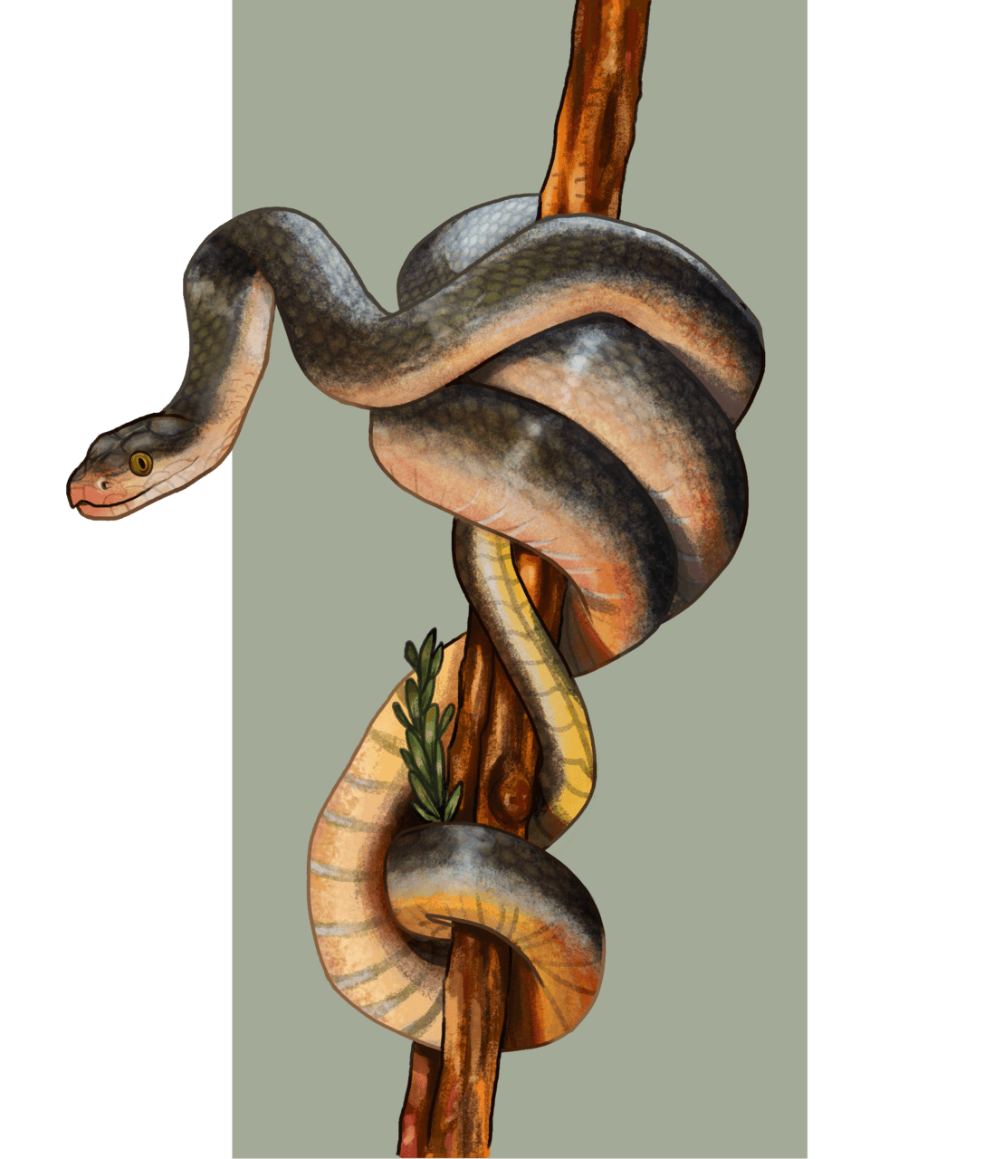 Snake drawing study clipart logo