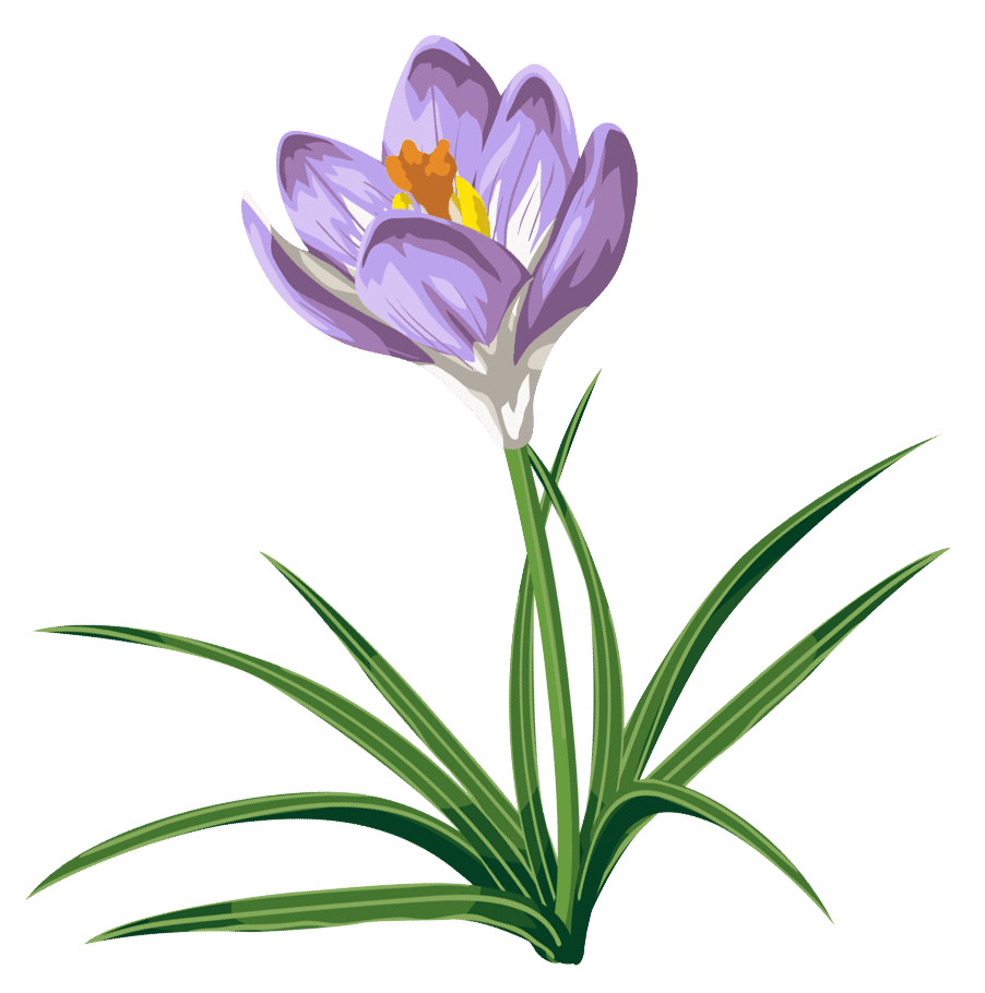 Spring crocus clipart picture