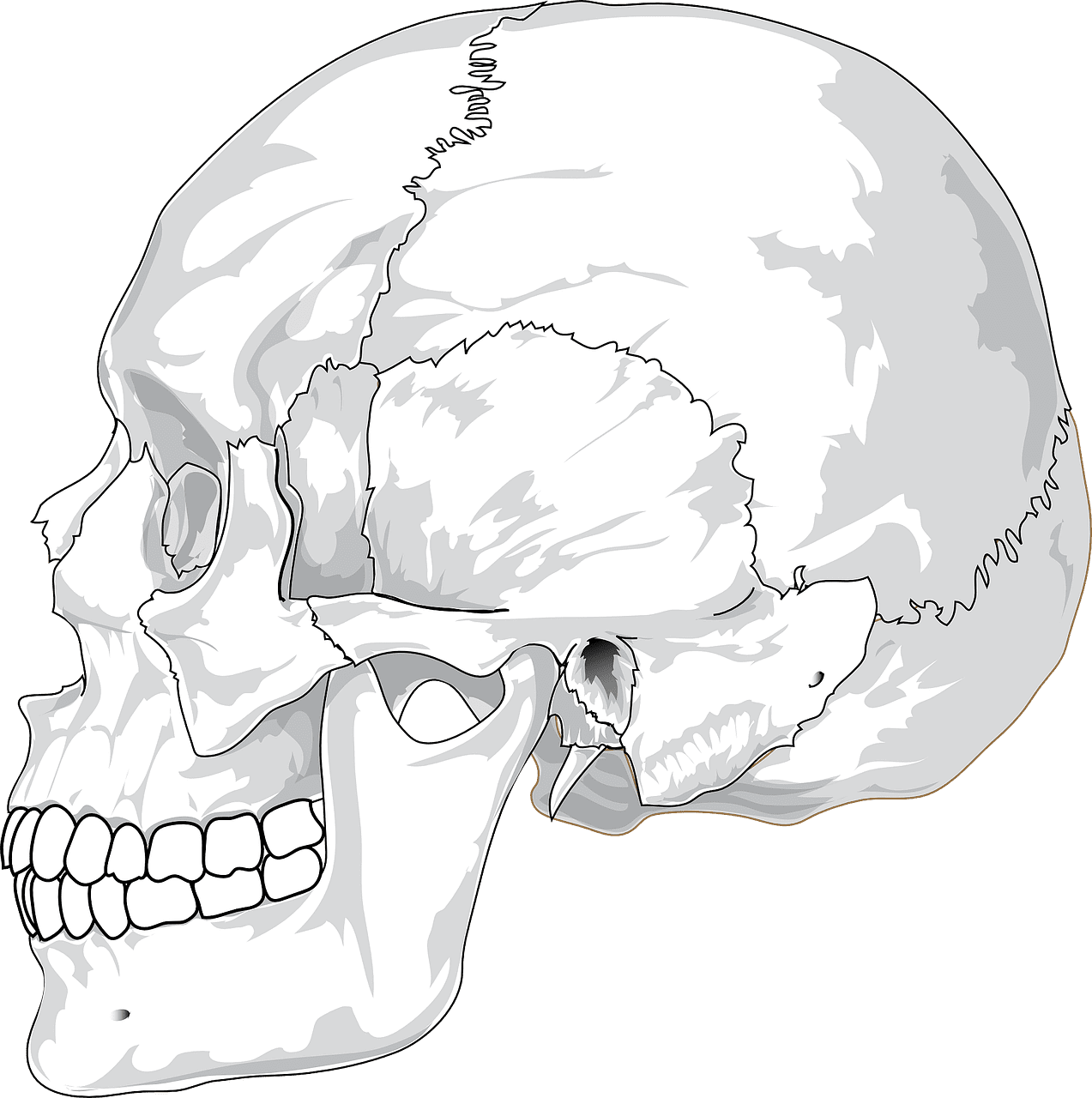 Skull head bone vector graphic clipart