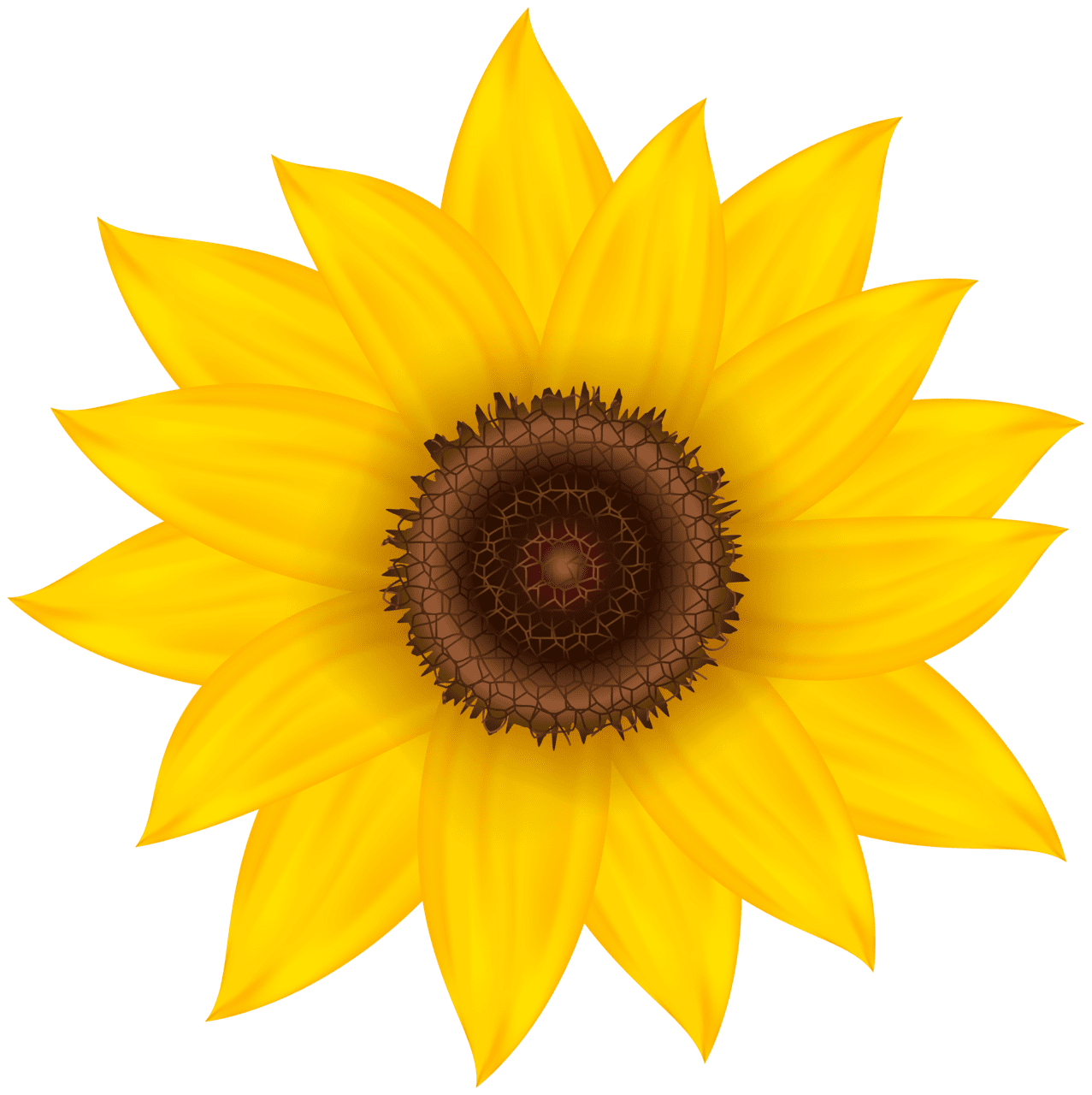 Sunflower deco clip image images clipart