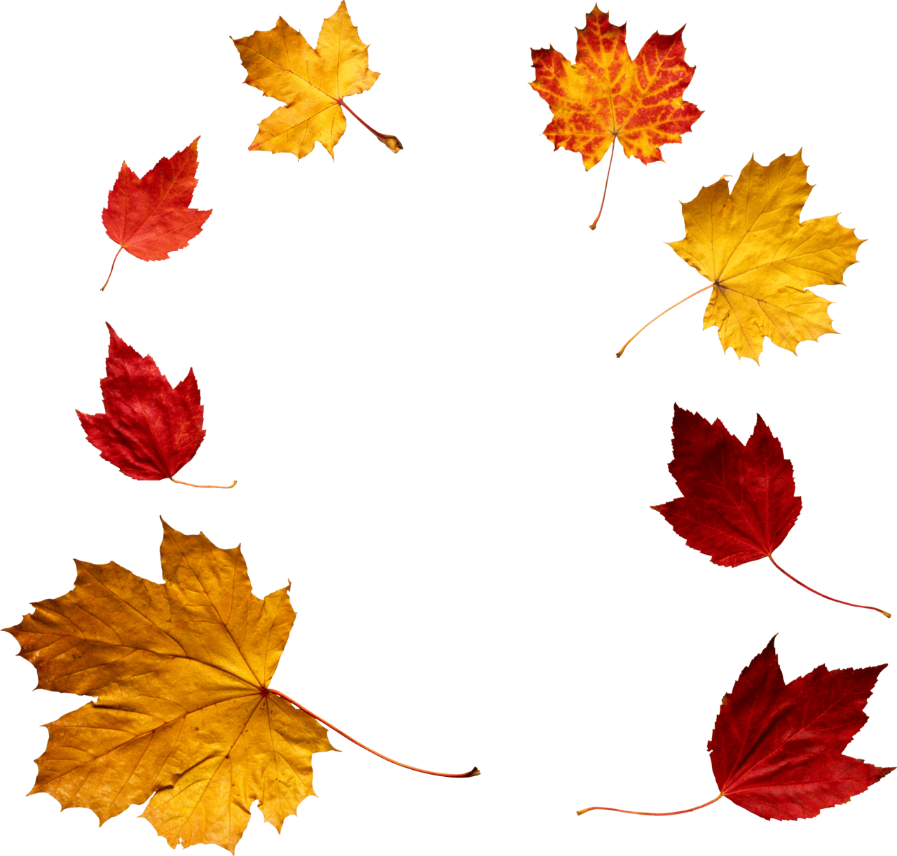 Fall leaf autumn clipart vector