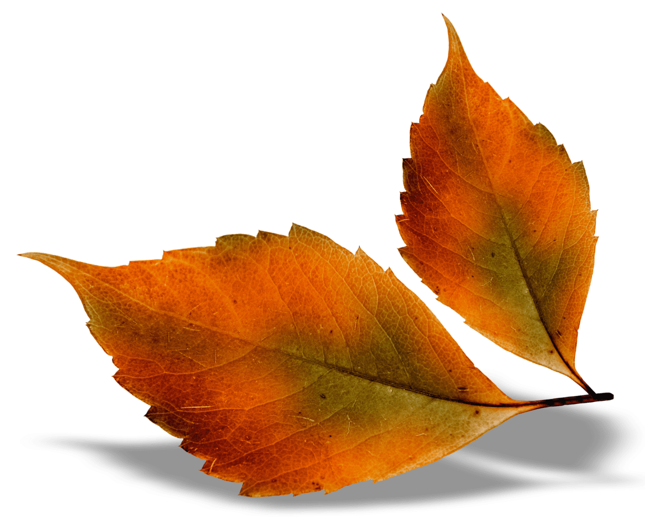 Autumn leaves beautiful fall picture clipart