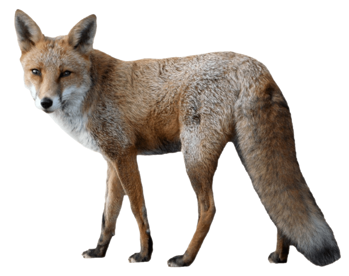 Fox clipart photo