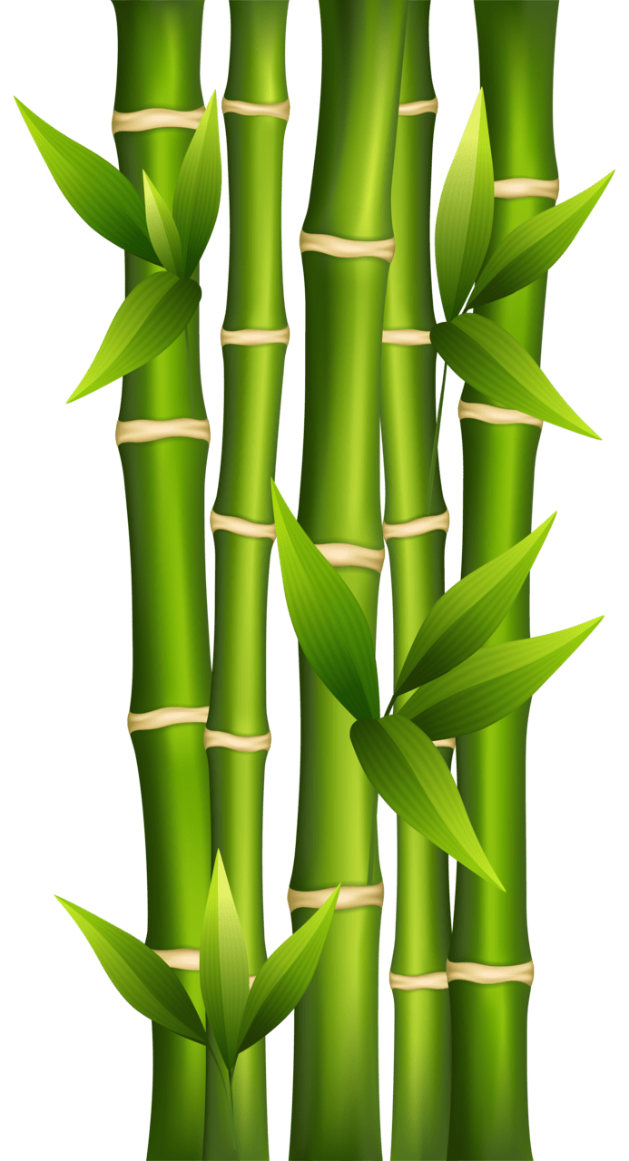 Plant bamboo clipart image