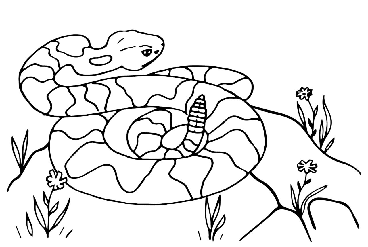 Rattle snake coloring sheet for kids printable pages clipart vector